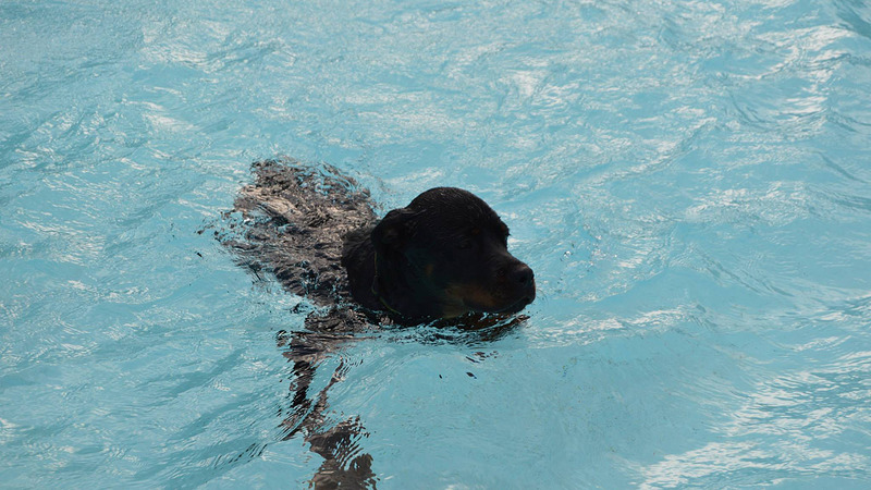 Hondenzwemmen in Zwembad de Bever op Dierendag