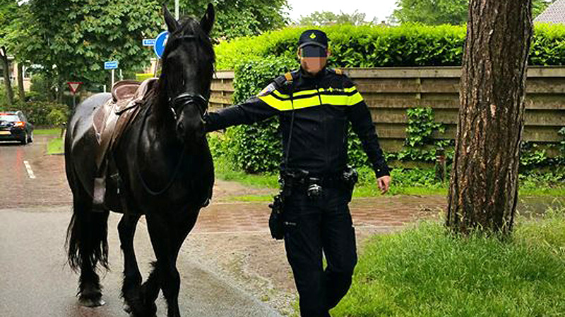 Bereden politie spot onbereden paard op Heereweg in Schoorl