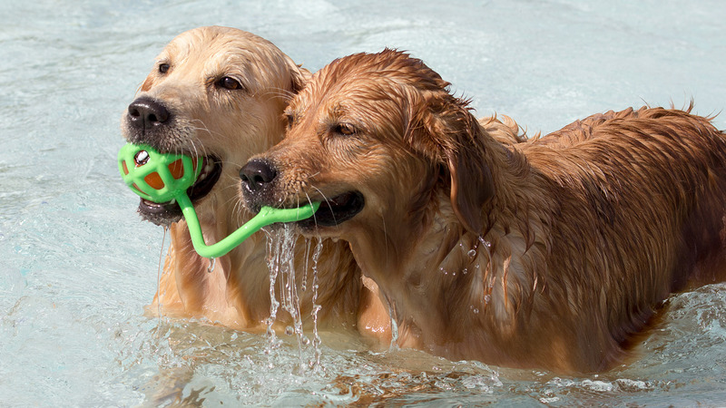 Tweede editie hondenzwemmen als afsluiting buitenbadseizoen Hoornse Vaart