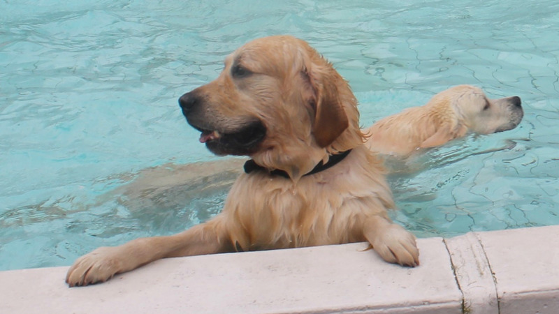 Hondenzwemmen in Buitenbad de Bever op Dierendag