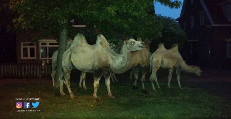 Loslopende Kamelen in Castricum