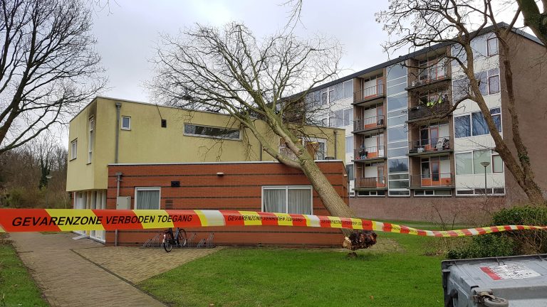 Omgewaaide boom op pand in Schelfhoutlaan gevallen