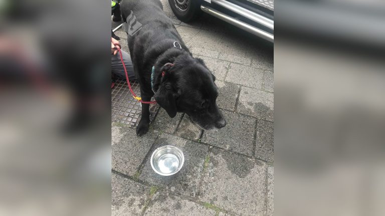 Politie redt opnieuw honden uit geparkeerde auto