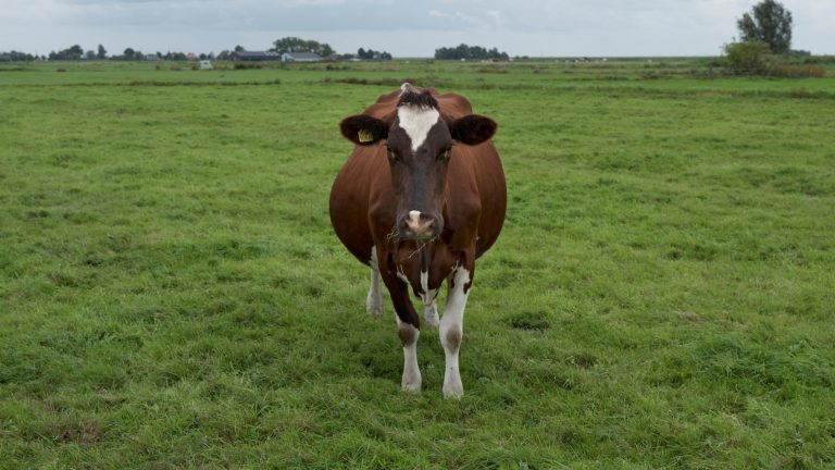 Veehouders praten in Stedelijk Museum over koeien op Wereld Dierendag ?