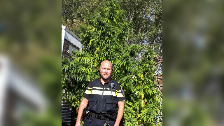 Politie Alkmaar verwijdert enorme wietplanten uit tuin