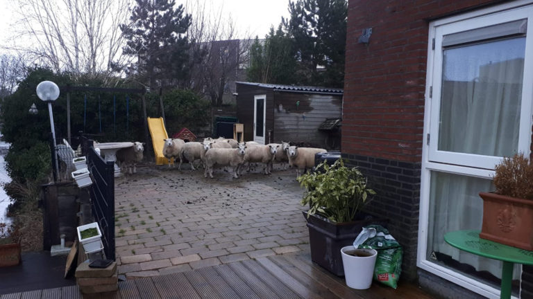 Bewoners aan Zuidwijkring treffen kudde schapen in de tuin
