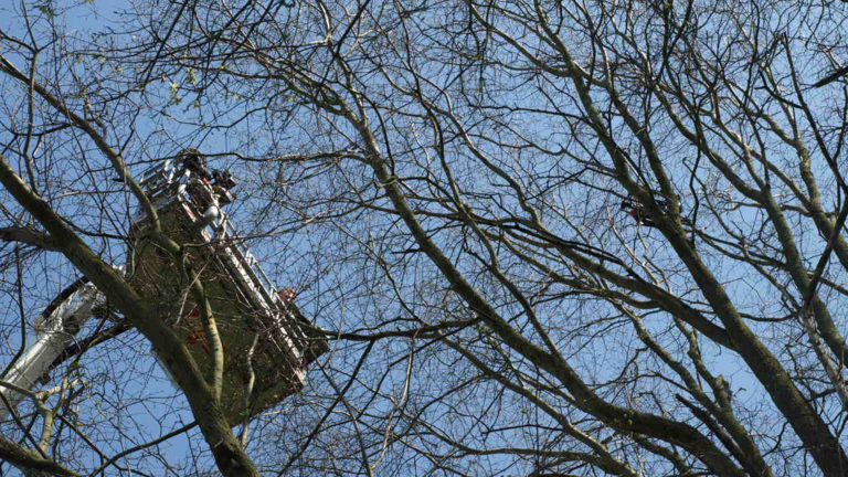 Brandweer plukt professionele drone uit hoge boom aan Beatrixlaan