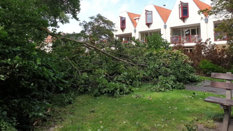 Opnieuw bijna-ongeval met van boom afbrekende tak