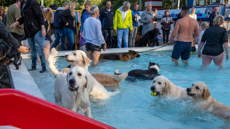 Zwembad De Bever sluit seizoen af met poolparty voor honden