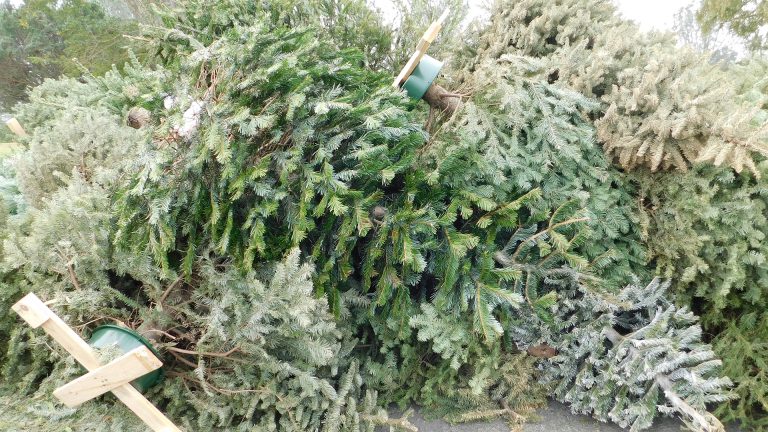 Afvalinzameling kent rommelige start van jaar: kerstbomen op straat, groene afvalbakken niet terug