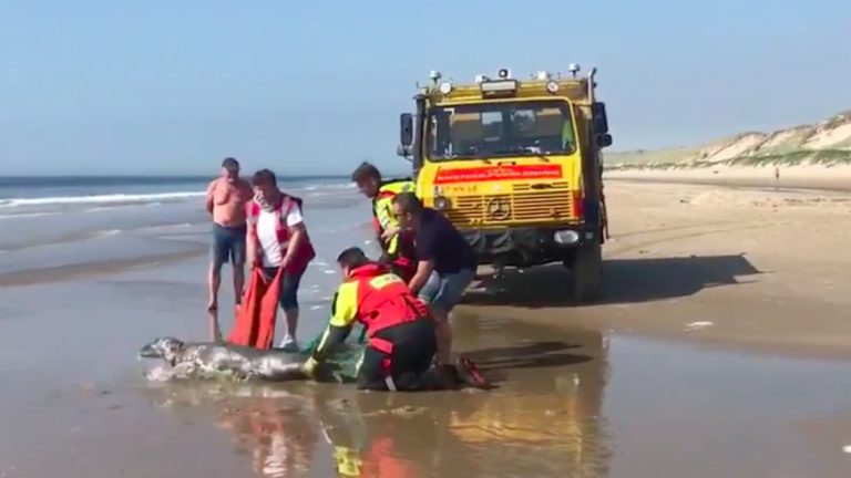 KNRM Reddingstation Egmond bevrijdt zeehond op strand van visnet