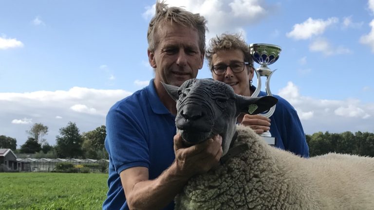 Nederlands mooiste schaap (uit Heerhugowaard) gaat baby’s maken in Engeland