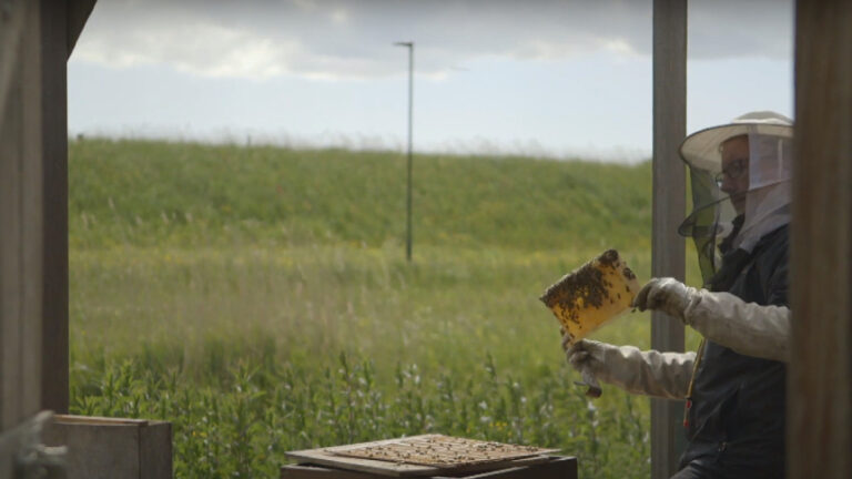 Meer biodiversiteit in bermen Noord-Holland: “Mijn bijen zijn een stuk vitaler”