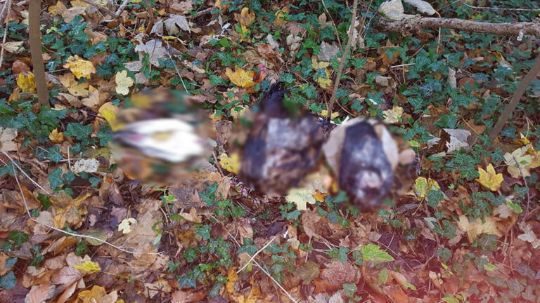 Dode vogels neergelegd langs pad in park Oosterhout: “Lijkt wel of iemand wil shockeren”