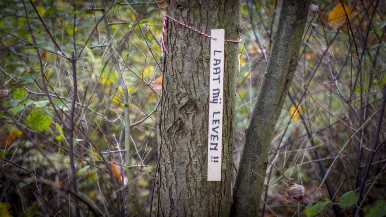 Red de Hout maakt bezwaar tegen de kapvergunning dertien bomen op ziekenhuisterrein