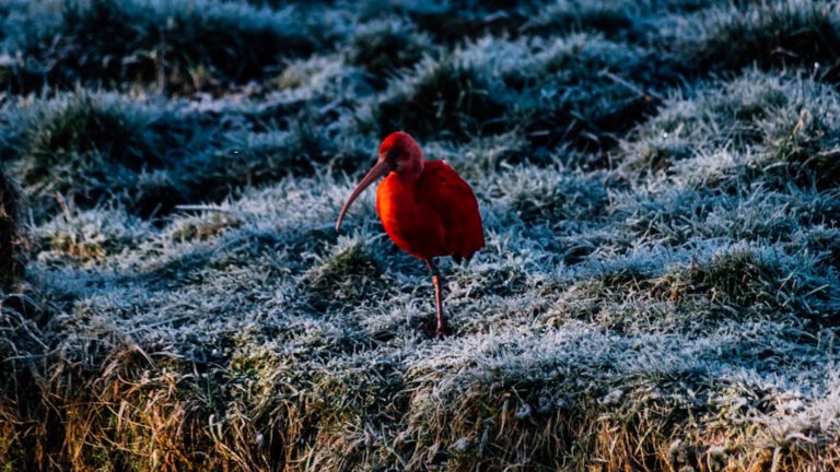 Tropische rode ibis in Egmond heeft december en januari overleefd, nu februari nog