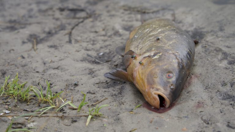 Vissen in de polders happen naar lucht na zware regenval