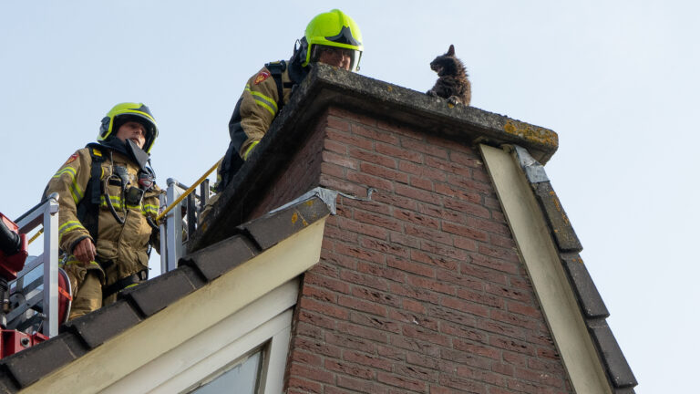 Brandweer helpt kat van dak in Alkmaarse Suze Groenewegstraat