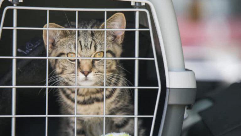 Kat drie dagen opgesloten in auto Wegenwacht