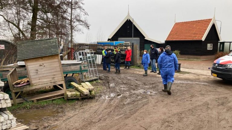 Inval bij Hooglander-boerderij in Grootschermer: paarden, alpaca’s en zwijntjes in beslag genomen