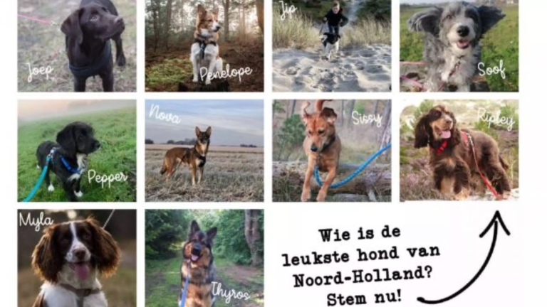 Dit is top 10 ‘Leukste Hond van NH’ volgens boswachters, nu kan publiek stemmen