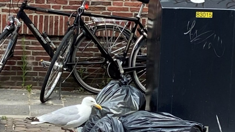 ‘Meeuwenplaag’ in Alkmaar door overvolle afvalbakken, maar zitten ze wel echt vol?