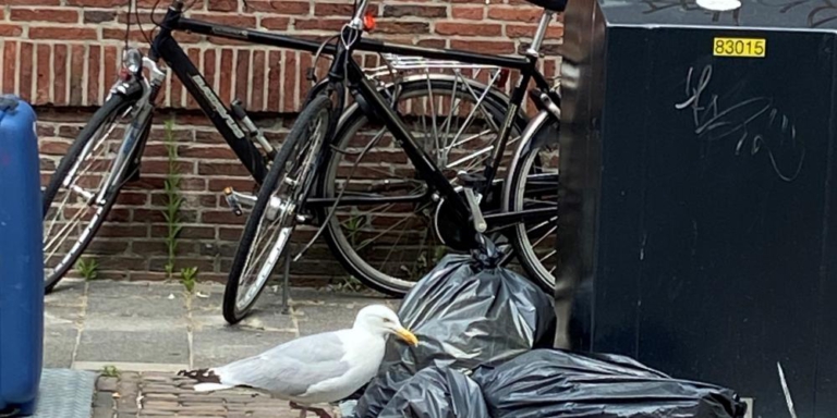 Overvolle afvalbakken in Alkmaar: rotzooi voor de buurt, feestmaal voor de meeuwen