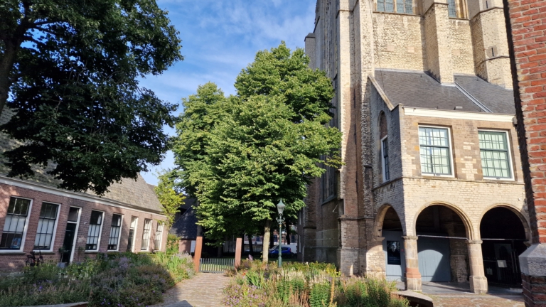 Alkmaarse steigerbouwer: boom hoeft niet weg voor renovatie raam van Grote Kerk