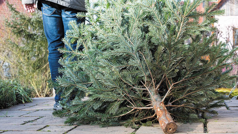 Inzameling kerstbomen in gemeente Alkmaar op 6, 7 en 9 januari