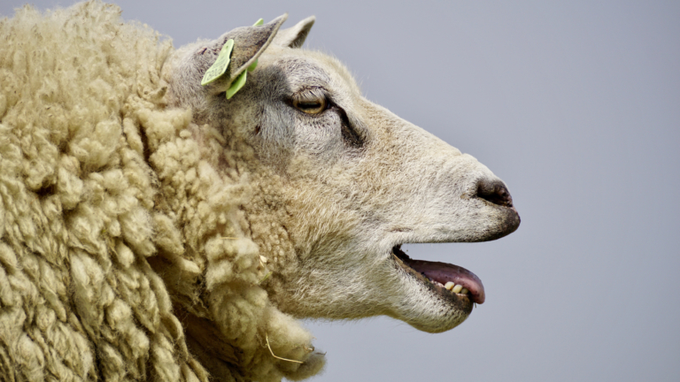 Hond jaagt schapen sloot in bij De Rijp: één dood en straks misschien doodgeboren lammetjes