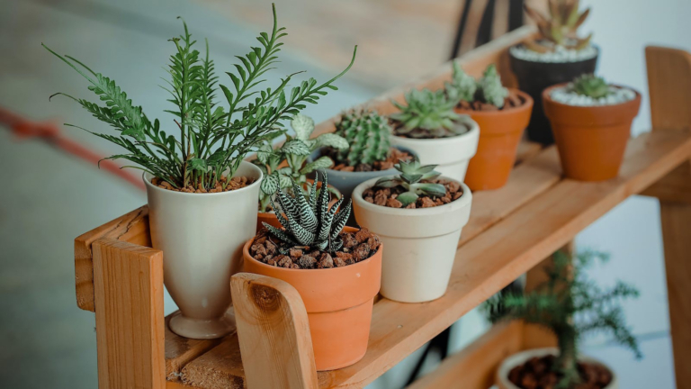 Plantenasiel Plantastico organiseert eerste plantenmarkt van het jaar: “Planten vullen je huis en je leven”