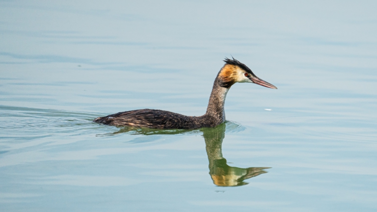 Vogelaar Elias over de Fuut in de Alkmaarse grachten: “Je kunt je overal verbazen over de schoonheid van de natuur”