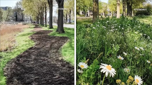 Gemeente Alkmaar in drie jaar tijd 400.000m2 bloemrijk gras rijker