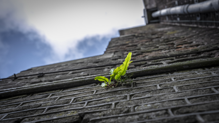 Op het Alkmaarse Waaggebouw groeien rotsplantjes: “Geen idee wat het is hoor”