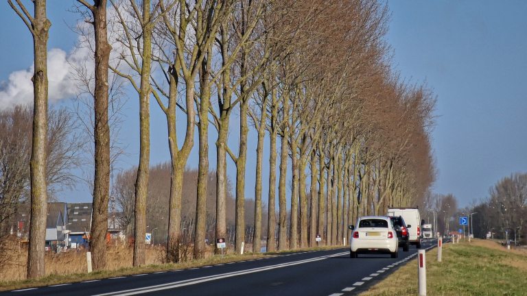 Provincie laat bomen Westdijk (N244) nog dit voorjaar kappen: “Interne breuken”