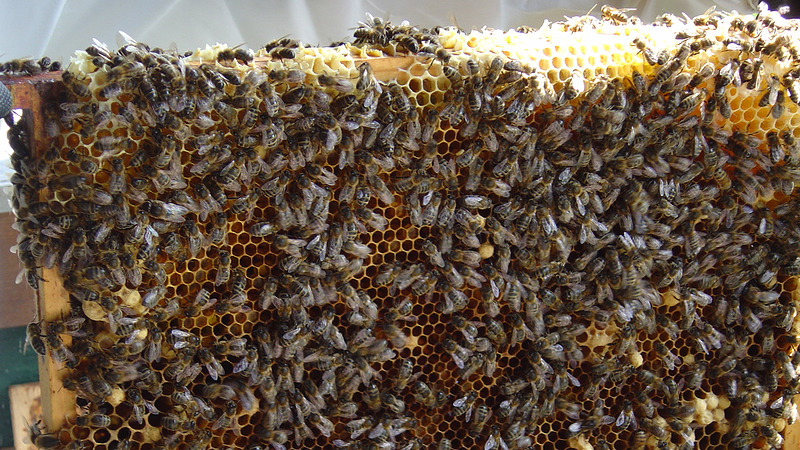 AID doet onderzoek naar dode bijenvolken in Heerhugowaard